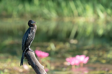  little cormorant stands on a tree trunk in a lake