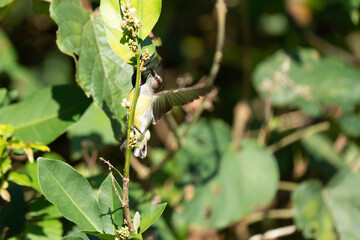 Fototapeta premium Purple sunbird morning beauty on flower