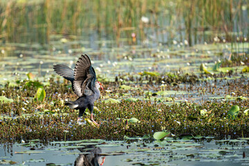 birds living in their natural habitat