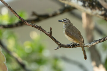 birds living in their natural habitat