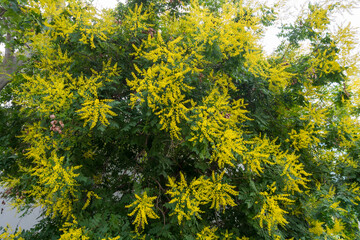 Blasenesche (Koelreuteria paniculata)