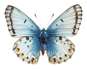 Blue and white butterfly with orange spots against transparent and white background. Nature beauty concept