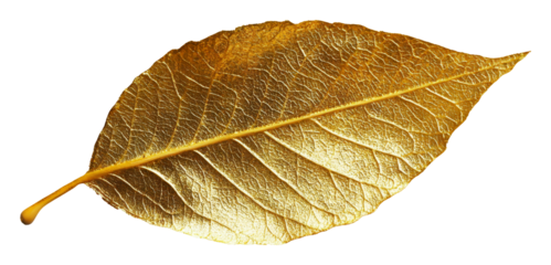 Golden leaf with intricate texture on transparent background. Nature and art concept