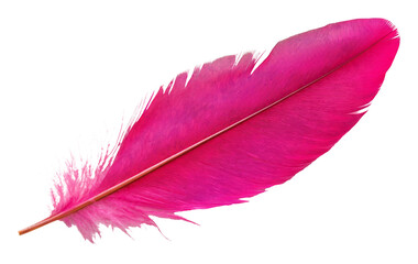 Pink feather isolated on transparent background, detailed texture. Natural elegance concept