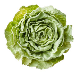 Obraz premium Close-up of a fresh green lettuce head on transparent background, organic food concept