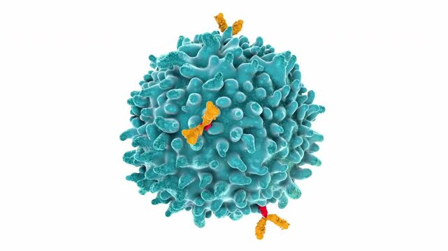 lymphocyte, type of white blood cell in the immune system - 3d illustration