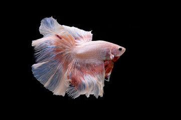 halfmoon betta fish on black background