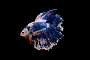 halfmoon betta fish on black background
