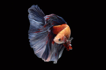 halfmoon betta fish on black background