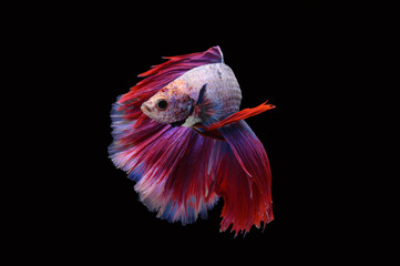 halfmoon betta fish on black background