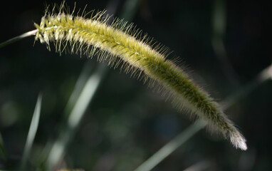 Close-up shot of a fox tail grass (Setaria verticillata) with natural light, featuring soft background blur. The focus highlights the texture and details of the grass.