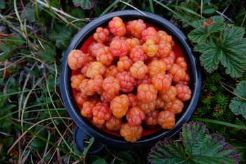 Cloudberry harvest