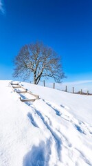 Obraz premium Solitary Winter Tree Snow Landscape