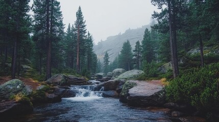 Obraz premium Misty Forest Stream