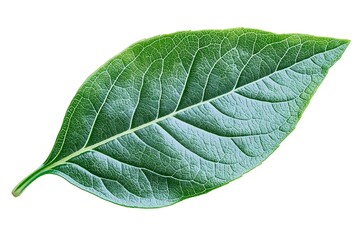 Obraz premium Detailed Green Leaf Texture