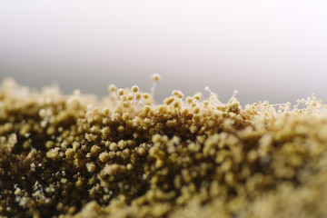Aspergillus is the mold that typically grows on spoiled food like bread