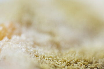 Aspergillus is the mold that typically grows on spoiled food like bread