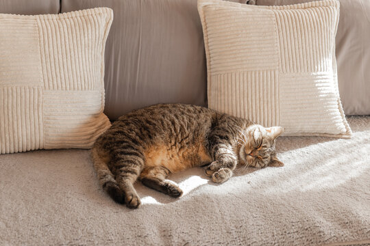 Relaxing Tabby Cat on Couch. fat tabby cat sleeps on a grey sofa in the sun.Cute pets. Cozy home mood.Sleeping Tabby Cat on Couch.