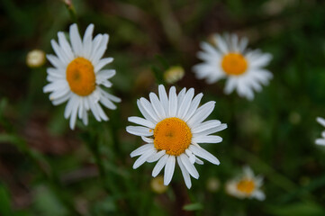 Obraz premium Vivid close-up of white and yellow Oxeye Daisy wildflowers blooming, showcasing nature's beauty and harmony. Ideal for portraying tranquility and the freshness of springtime in natural settings.