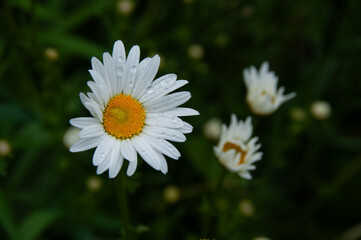 Vivid close-up of white and yellow Oxeye Daisy wildflowers blooming with water on the petals. Capturing the essence of nature's simplicity and botanical beauty.