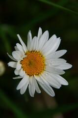 Fototapeta premium Vivid close-up of small, white and yellow Oxeye Daisy wildflower blooming with water on the petals. Capturing the essence of nature's simplicity and botanical beauty.