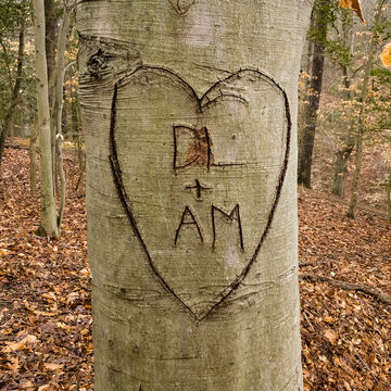 Romantic initials carved into tree bark with a heart