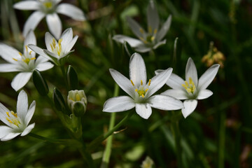 Obraz premium 上向きに咲くオーニソガラム