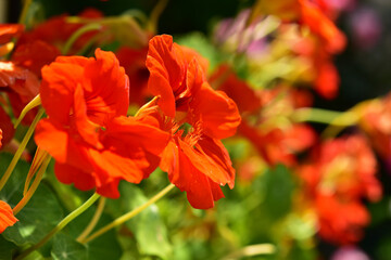 ビタミンカラーの夏のナスタチウム