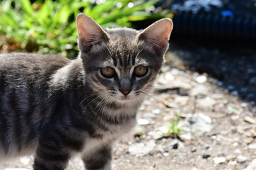 野良の子猫のアップ