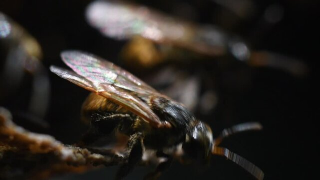 Native Angelita Bees Scaptotrigona Emerging from Their Nest in a Log Macro Video of Wild Pollinators. High quality 4k footage