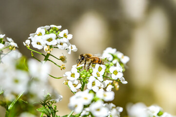 bee on a flower
