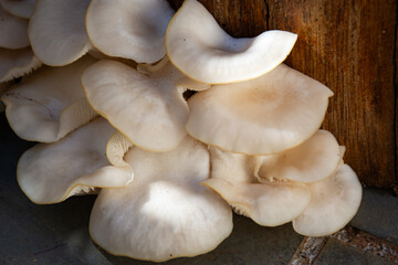 Yellow oyster mushrooms with selective focus, soft blur in background. Vibrant yellow caps, detailed texture, and natural lighting.