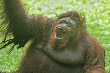 Obraz premium a bornean orangutan sits with its mouth open