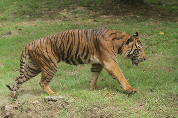 A sumatran tiger walking in the grass during the day