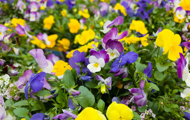 Floral backdrop pattern with vibrant close up flower blooms and foliage