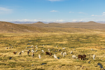 Fototapeta premium Herd of alpacas (Lama pacos) in Reserva nacional de Salinas y Aguada Blanca, Peru