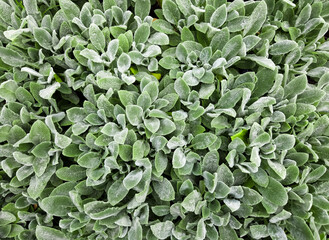 Leaf vegetative backdrop with lush garden foliage