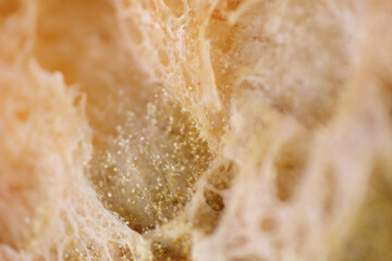 Penicillium, Cladosporium and black bread mold are three common bread molds