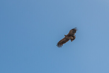 Obraz premium Andean condor (Vultur gryphus) in Colca canyon, Peru