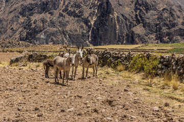 Naklejka premium Donkeys near Pinchollo village in Colca canyon, Peru