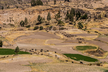 Agricultural landscape near Madrigal village in Colca canyon, Peru