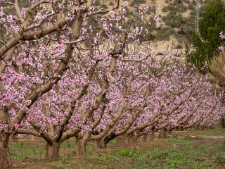 Blooming Gardens. Cieza. Murcia. Spain
