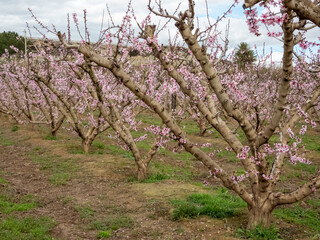 Blooming Gardens. Cieza. Murcia. Spain
