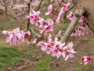 Blooming Gardens. Cieza. Murcia. Spain
