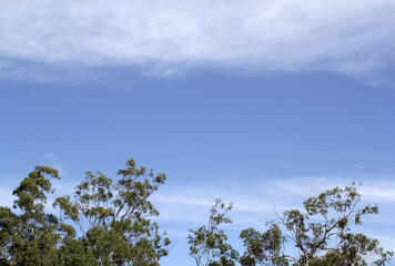 Eucalyptus tree canopy with a blue sky and clouds background