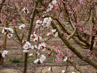 Blooming Gardens. Cieza. Murcia. Spain
