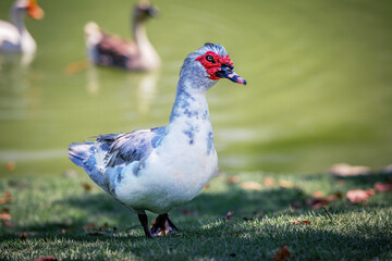 Duck in Botanical garden (Japanese garden) in Santo Domingo, Dominical Republic