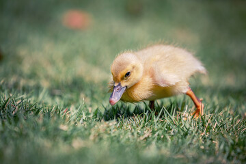 Little cute baby duck in the green grass