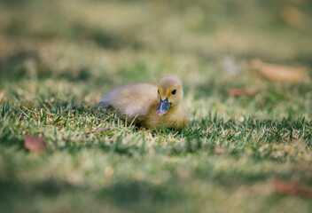 Little cute baby duck in the green grass