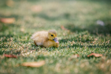 Little cute baby duck in the green grass